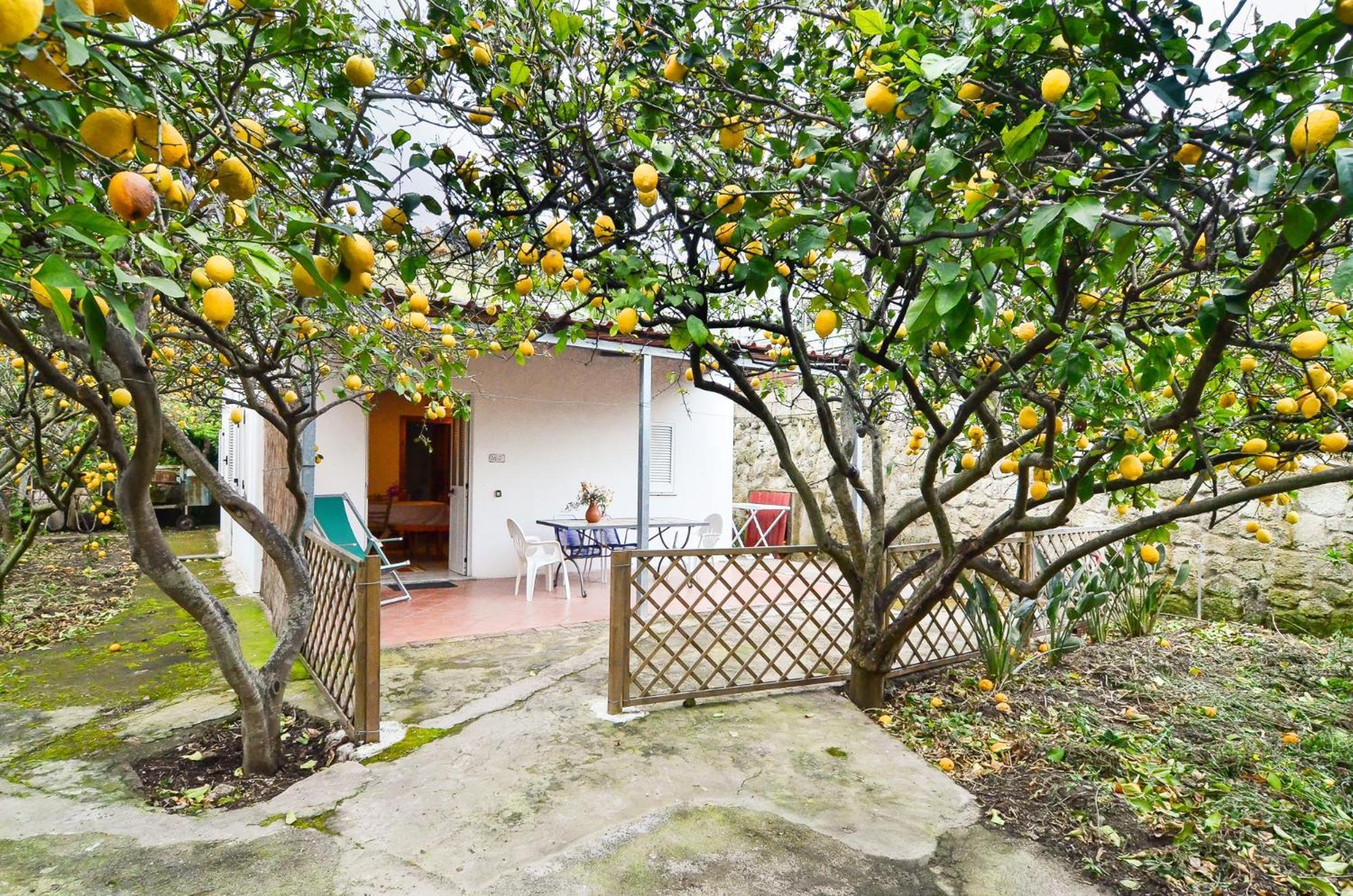 Residence Limoneto Ischia Forio di Ischia Exteriör bild