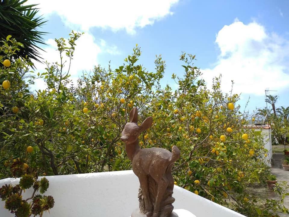 Residence Limoneto Ischia Forio di Ischia Exteriör bild