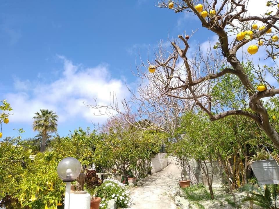 Residence Limoneto Ischia Forio di Ischia Exteriör bild